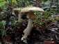 Gyilkos galóca (Amanita phalloides), Pilis